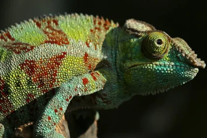 Recent Discoveries on Animal Regeneration Could Impact Human Healing