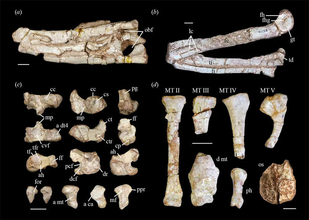 Crocodile Cousin Bone Geometry