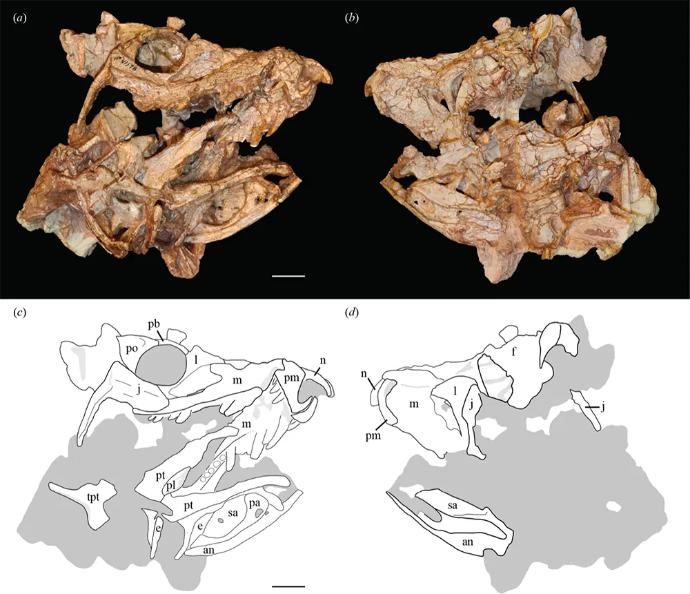 Crocodile Cousin Bone Geometry