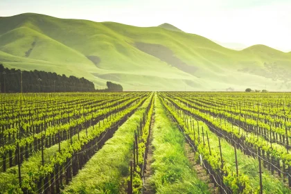 New Study Shows Blockchain Boosts Intelligent Agriculture Security
