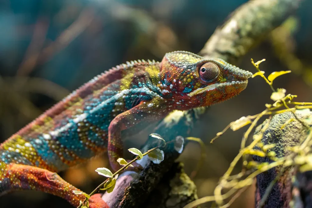 Chameleons Beyond Color Change