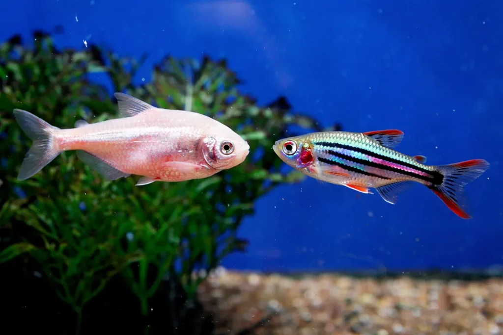 Mexican Tetra and Zebrafish