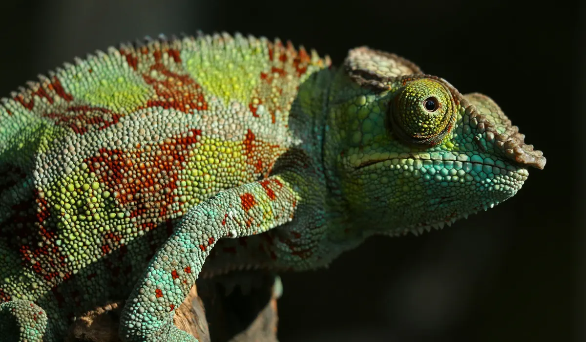Recent Discoveries on Animal Regeneration Could Impact Human Healing