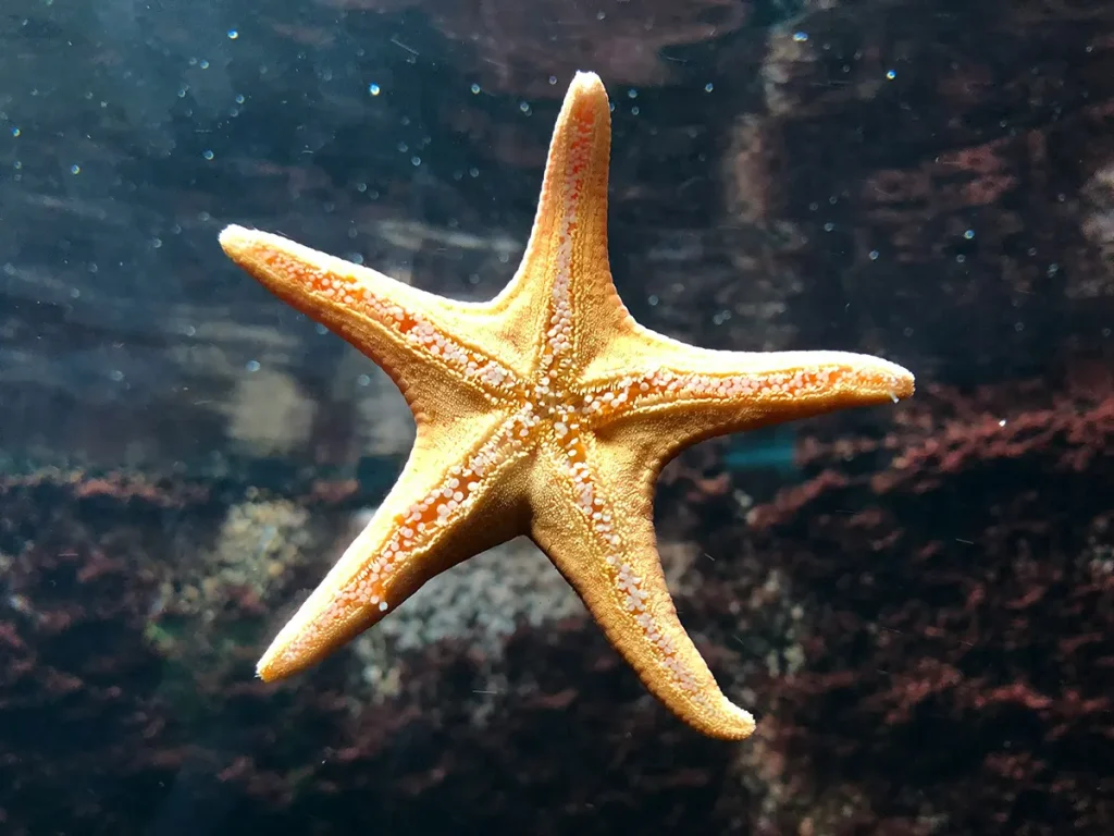 Starfish Regrowing Entire Bodies